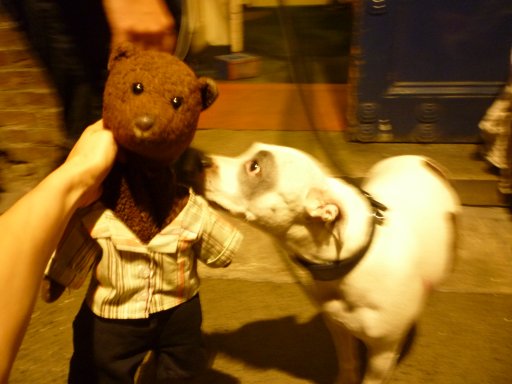 Dog meets teddy bear