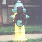 Bearsac sitting on a water hydrant.