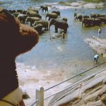 Bearsac watching elephant bathe in a river