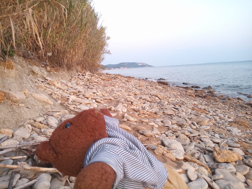 Bearsac lying on a stony beach