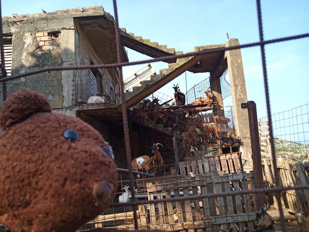 Bearsac in foreground of derelict building with goats standing on the stairway