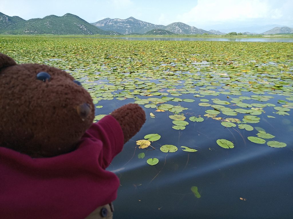 Bearac in forerground of a lilly leaf-clad lake Skadar