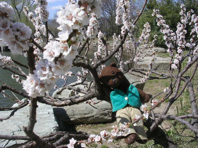 Bearsac sitting in blossom tree Summer Palace