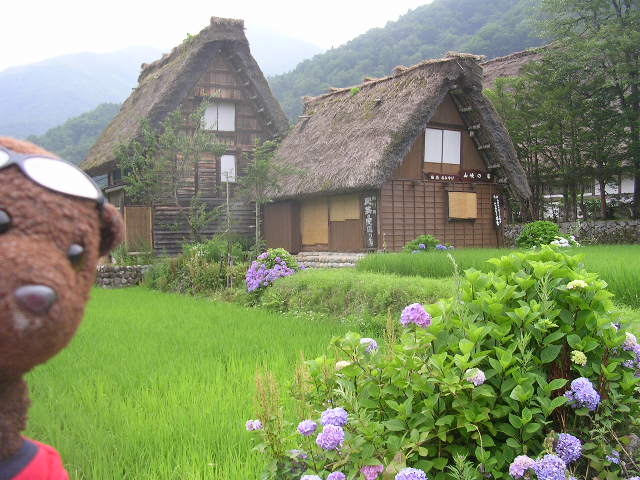 Bearsac in foreground of rice fields and grass roofed houses.