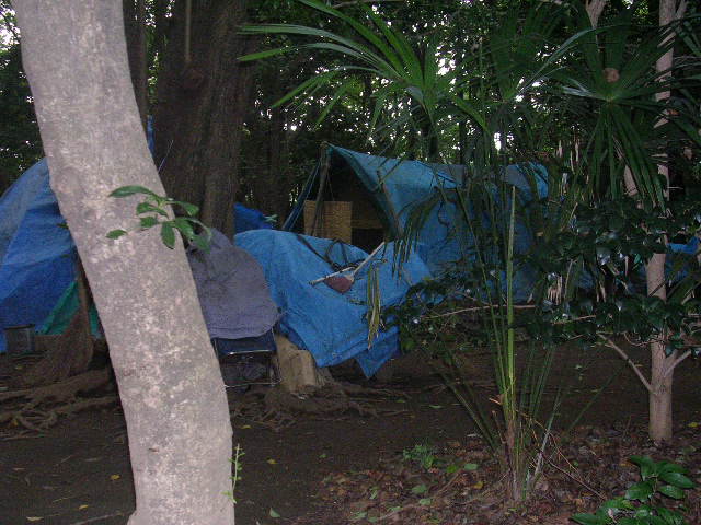 Homemade tarpaulin tents among trees
