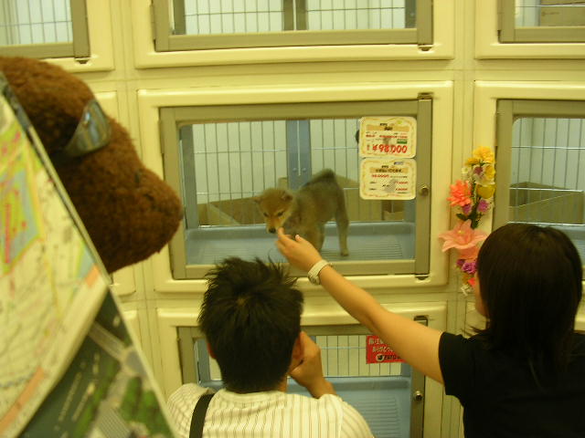 Bearsac looking at a puppy inside a glass front cage.