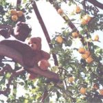Bearsac and Rizla in a lemon tree