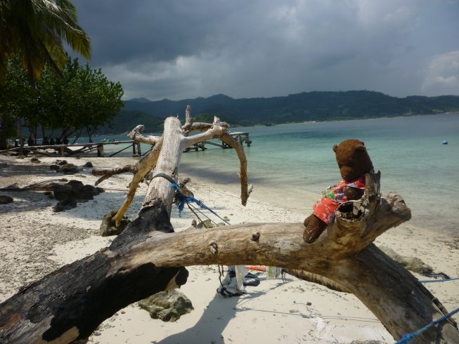 Bearsc sitting on a large driftwood branch n the beach
