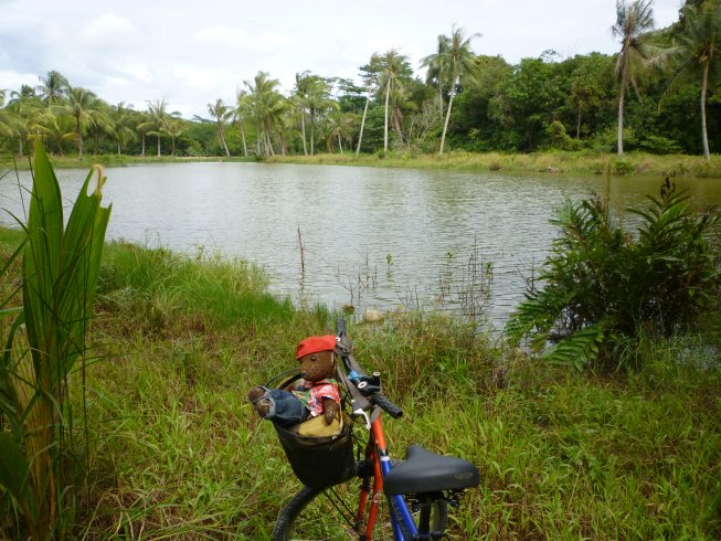 Bearsac sitting on bicycle by a small jungle lake.