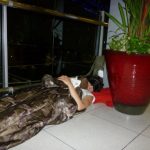 Debra and Bearsac sleeping at Bangkok Int Airport.