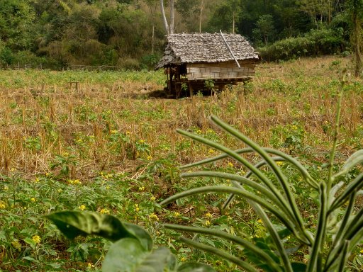 Field and rice hut