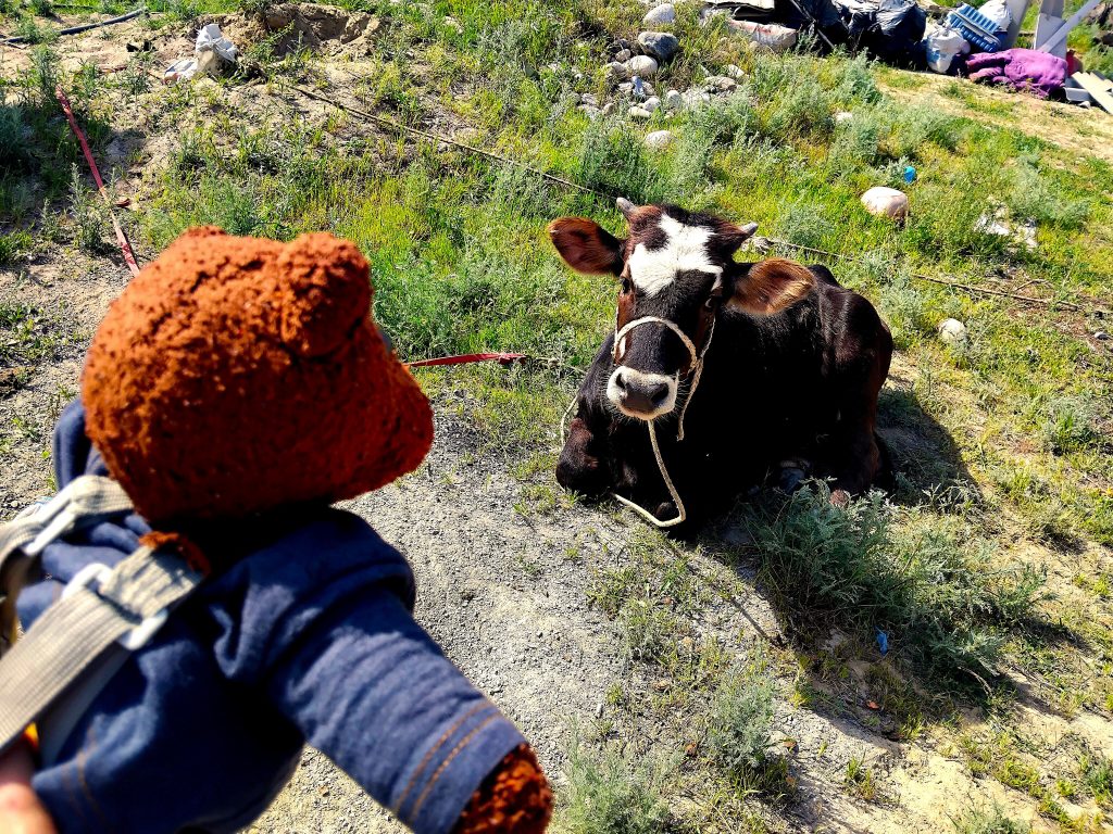 Bearsac the teddy bear in the forerground of a cow lying on the grass
