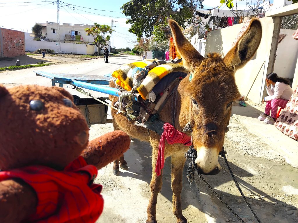Bearsac the teddy bear in the forground of donkey