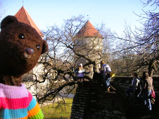 Bearsac in forground of a tree growing into a ruin.