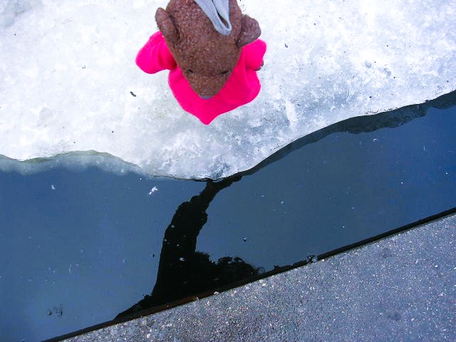 Bearsac standing on ice in a river