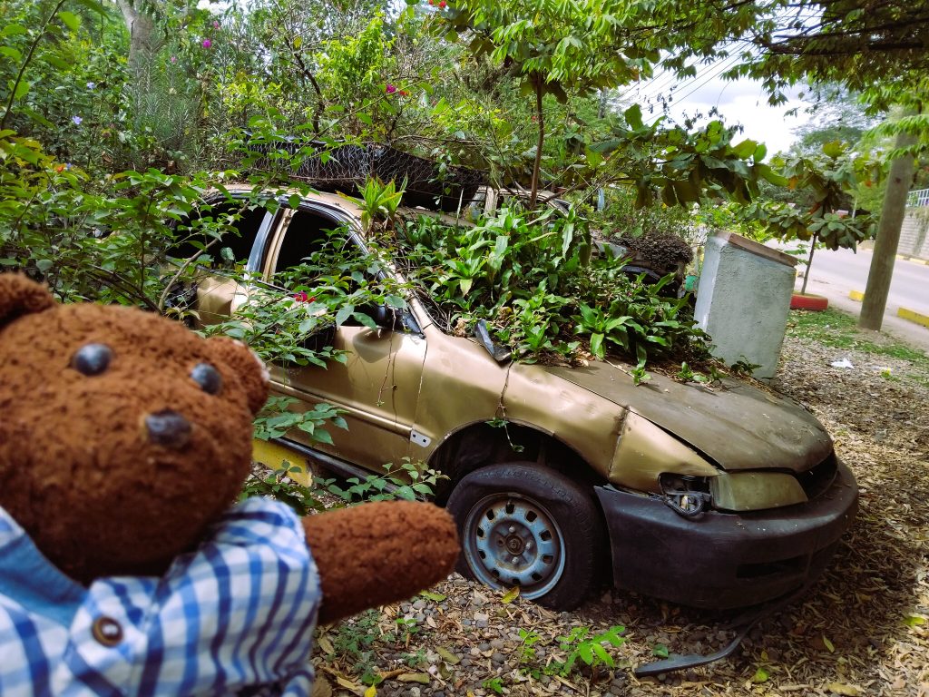 Bearsac the teddy bear in foreground of a car with plants growing out of its removed windows.