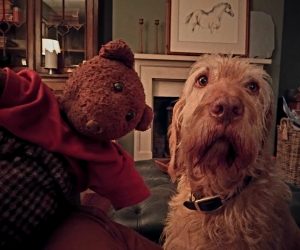 Bearsac the teddy bear with a beautiful Wirehaired Vizsla dog during a house sit.