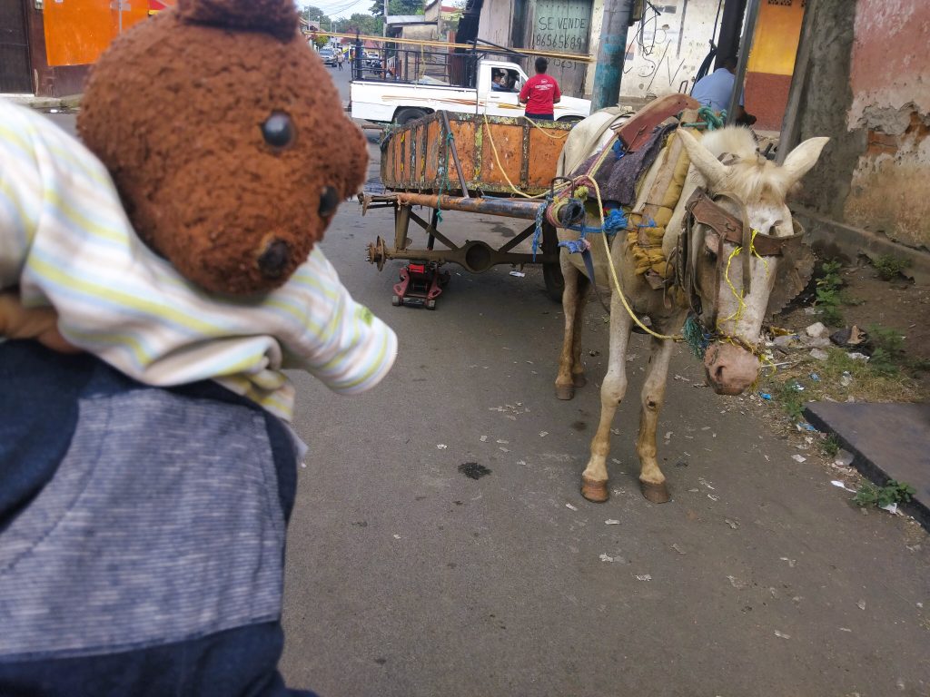 Bearsac the teddy bear in foreground of a donkey and cart.