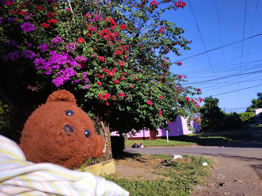 Bearsac the teddy bear in foreground of a flowering bush and cables spanning the air.