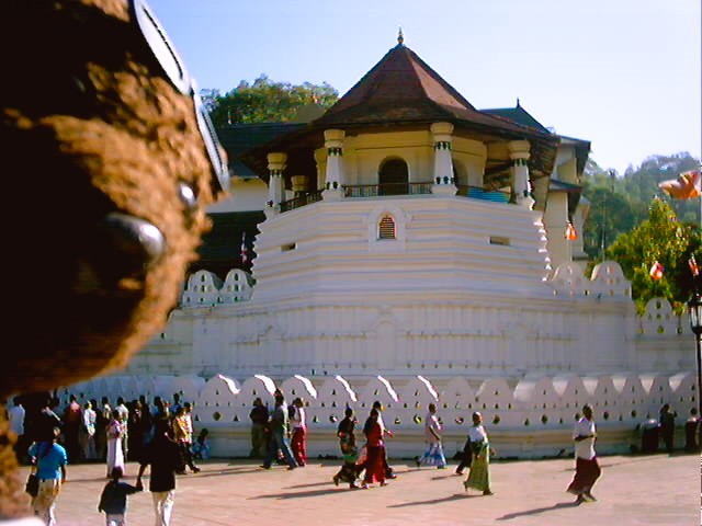 Bearsac the teddy bear in forground of the Tooth Temple.