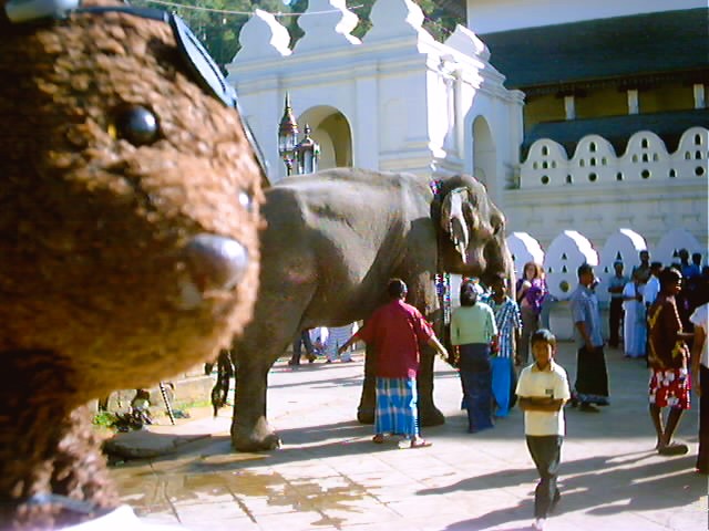 Bearsac the teddy bear in forground of a elephant outside the Tooth Temple.