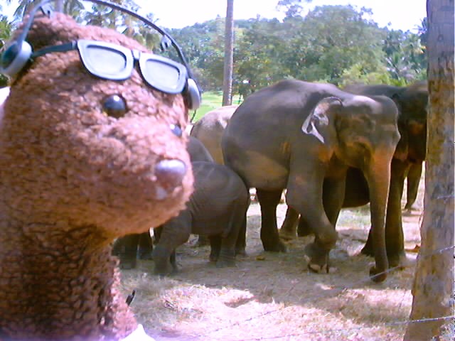 Bearsac the teddy bear in forground of elephants in a sanctury