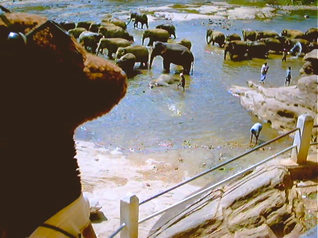 Bearsac the teddy bear in forground of elephants in a river