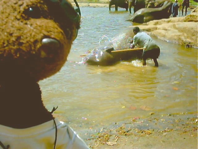 Bearsac the teddy bear in forground of an elephant being washed in a river.